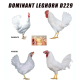 DOMINANT LEGHORN D229