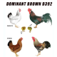 DOMINANT BROWN D392